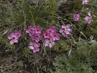 Dianthus sylvestris ssp sylvestris 19, Saxifraga-Willem van Kruijsbergen