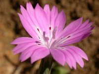 Dianthus tripunctatus