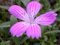 Dianthus tripunctatus 2, Saxifraga-Ed Stikvoort