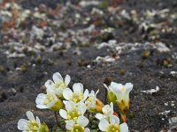 Diapensia lapponica 4, Saxifraga-Jeroen Willemsen