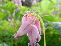 Dicentra formosa 3, Gebroken hartje, Saxifraga-Rutger Barendse