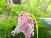 Dicentra formosa 5, Gebroken hartje, Saxifraga-Rutger Barendse