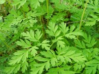 Dicentra formosa 8, Gebroken hartje, Saxifraga-Rutger Barendse