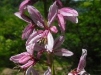 Dictamnus albus 12, Saxifraga-Ed Stikvoort