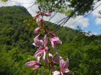 Dictamnus albus 13, Saxifraga-Ed Stikvoort