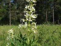 Dictamnus albus 16, Saxifraga-Rutger Barendse