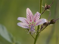 Vuurwerkplant : Bloem, Flora, Roze, brandend braambos