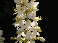 Dictamnus albus 20, Saxifraga-Luuk Vermeer