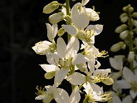 Dictamnus albus 21, Saxifraga-Luuk Vermeer