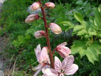 Dictamnus albus 5, Saxifraga-Jasenka Topic