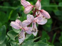 Dictamnus albus 6, Saxifraga-Jasenka Topic