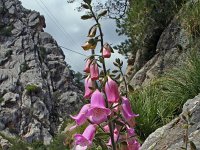 Digitalis dubia 2, Saxifraga-Jeroen Willemsen