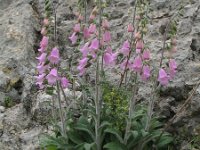 Digitalis dubia 5, Saxifraga-Rutger Barendse