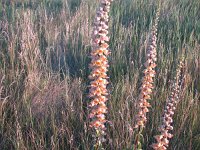 Digitalis ferruginea 2, Saxifraga-Jasenka Topic