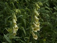 Digitalis grandiflora 10, Grootbloemig vingerhoedskruid, Saxifraga-Willem van Kruijsbergen