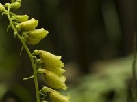 Groot vingerhoedskruid  Digitalisgrandiflora