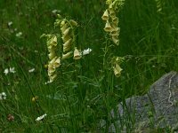 Digitalis grandiflora 15, Grootbloemig vingerhoedskruid, Saxifraga-Dirk Hilbers