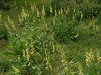 Digitalis grandiflora 17, Grootbloemig vingerhoedskruid, Saxifraga-Harry Jans