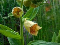 Digitalis grandiflora 21, Grootbloemig vingerhoedskruid, Saxifraga-Ed Stikvoort