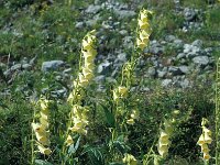 Digitalis grandiflora 28, Grootbloemig vingerhoedskruid, Saxifraga-Jan van der Straaten