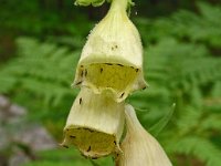 Digitalis grandiflora 29, Grootbloemig vingerhoedskruid, Saxifraga-Hans Grotenhuis