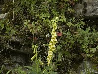 Digitalis grandiflora 3, Grootbloemig vingerhoedskruid, Saxifraga-Jan van der Straaten