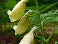 Digitalis grandiflora 31, Grootbloemig vingerhoedskruid, Saxifraga-Hans Grotenhuis