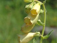 Digitalis grandiflora 4, Grootbloemig vingerhoedskruid, Saxifraga-Jan van der Straaten