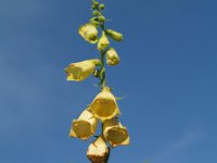 Digitalis grandiflora 7, Grootbloemig vingerhoedskruid, Saxifraga-Branko Bakan : slike