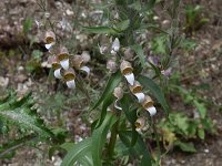 Digitalis lanata 2, Saxifraga-Harry Jans