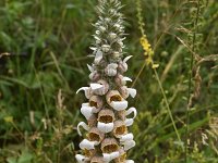 Digitalis lanata 3, Saxifraga-Harry Jans  Digitalis lanata