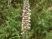 Digitalis lanata 5, Saxifraga-Harry Jans  Digitalis lanata