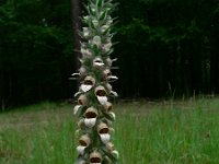 Digitalis lanata 7, Saxifraga-Jan Willem Jongepier