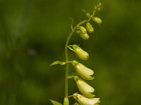 Geelvingerhoedskruid  Digitalis lutea