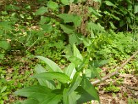 Digitalis lutea 15, Geel vingerhoedskruid, Saxifraga-Rutger Barendse