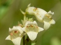 Digitalis lutea 21, Geel vingerhoedskruid, Saxifraga-Sonja Bouwman  Geel vingerhoedskruid - Digitalis lutea - Plantaginaceae familie; Tschlin (Zw)