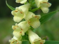 Digitalis lutea 29, Geel vingerhoedskruid, Saxifraga-Ed Stikvoort : viroin2011