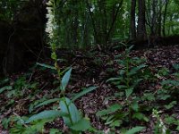 Digitalis lutea 30, Geel vingerhoedskruid, Saxifraga-Ed Stikvoort