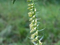 Digitalis lutea 7, Geel vingerhoedskruid, Saxifraga-Piet Zomerdijk