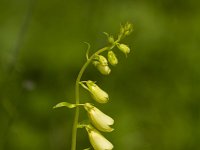 Geelvingerhoedskruid  Digitalis lutea