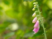 Bloeiend vingerhoedskruid  Een bloeiend exemplaar van het giftige vingerhoedskruid : bijen, bloei, bloeiend, digitalis, exemplaar, gevaarlijk, giftig, giftige, glycosiden, groen, hartfalen, hartritmestoornissen, heksenkruid, hommel, kind, kinderen, kruid, medicinaal, medicinale, medisch, meerjarige, natuur, nectar, paars, plant, purpurea, roze, tuin, tweejarig, tweejarige, vingerhoedskruid, wilde, zomer