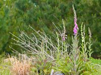 Wild foxglove flowers  Wild foxglove flowers (Digitalis purpurea) in natural forest environment : Digitalis purpurea, Flowers, Scrophulariaceae, background, digitalis, early, environment, flora, forest, foxglove, grass, green, landscape, natural, nature, pink, plant, poisonous, purple, spring, wild, wood, woods