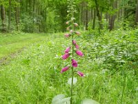 Digitalis purpurea 17, Vingerhoedskruid, Saxifraga-Rutger Barendse