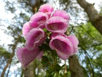 Digitalis purpurea 18, Vingerhoedskruid, Saxifraga-Rutger Barendse