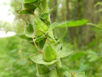 Digitalis purpurea 19, Vingerhoedskruid, Saxifraga-Rutger Barendse