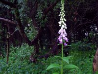 Digitalis purpurea 20, Vingerhoedskruid, Saxifraga-Ed Stikvoort