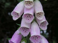 Digitalis purpurea 23, Vingerhoedskruid, Saxifraga-Ed Stikvoort