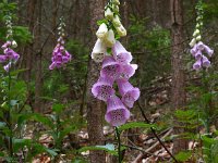 Digitalis purpurea 24, Vingerhoedskruid, Saxifraga-Ed Stikvoort