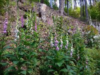 Digitalis purpurea 25, Vingerhoedskruid, Saxifraga-Ed Stikvoort