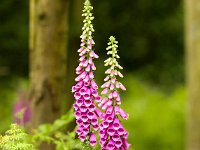 Digitalis purpurea 28, Vingerhoedskruid, Saxifraga-Bart Vastenhouw